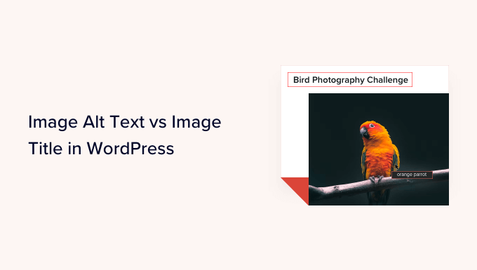 images-wordpress